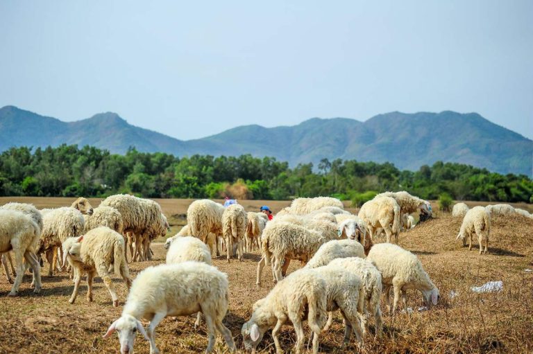 Vũng Tàu – Đồi Cừu – San Hô Xanh – Gò Găng 1 ngày