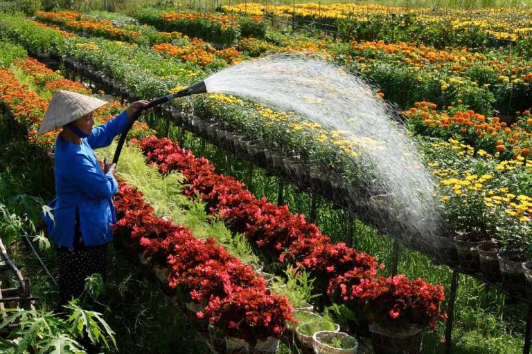 Làng hoa Sa Đéc – Cánh đồng Hoa hồng – Vườn quýt hồng Lai Vung